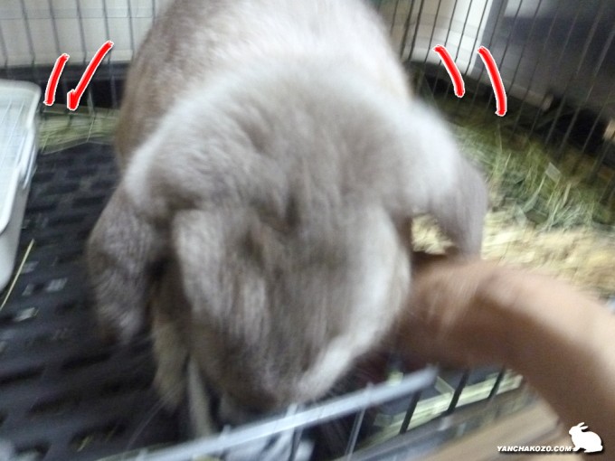 もんもんでしゅ！