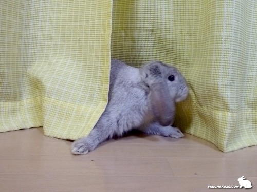 楽しいでしゅー