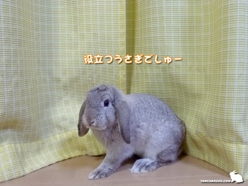 たるちモップ