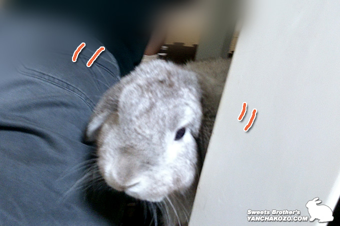 ひょっこり