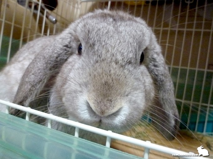 たるちの目