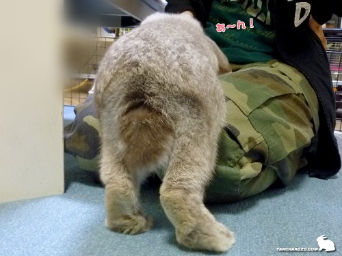 あ～んしちゃおう