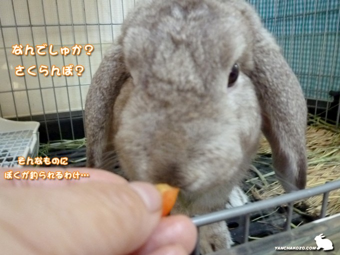 さくらんぼ？