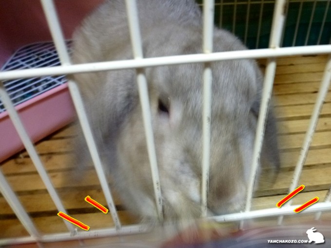 ホリホリ鬼退治