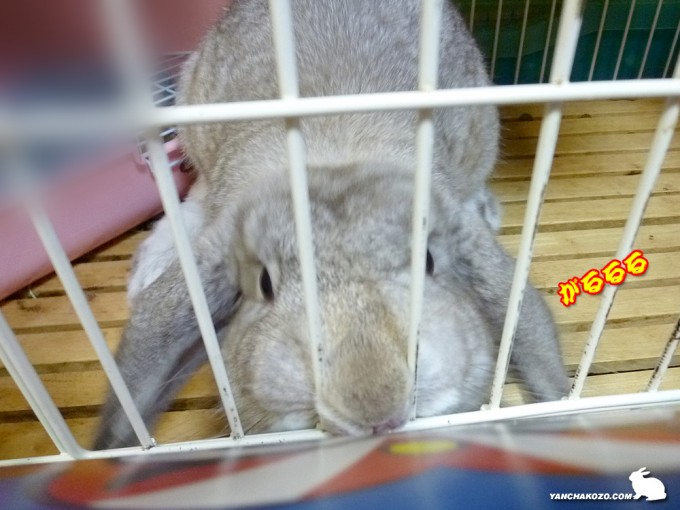 ガウガウうさぎ