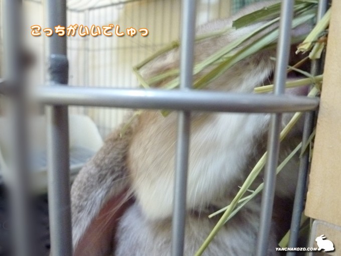 こっちがイイでしゅ