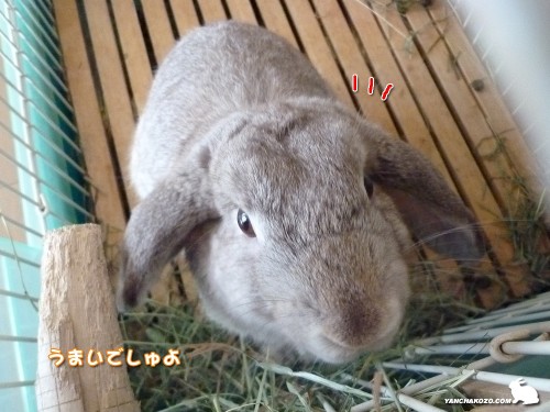 おいしいでしゅよー
