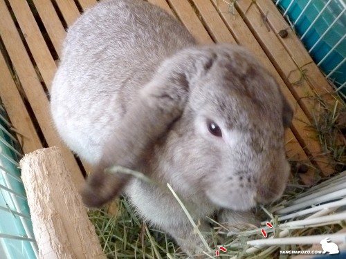 掴まって