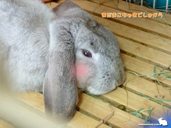 お子ちゃまですから