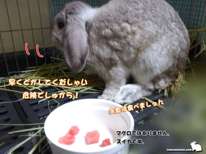 怪しいでしゅ