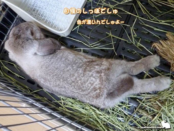 自慢のしっぽ