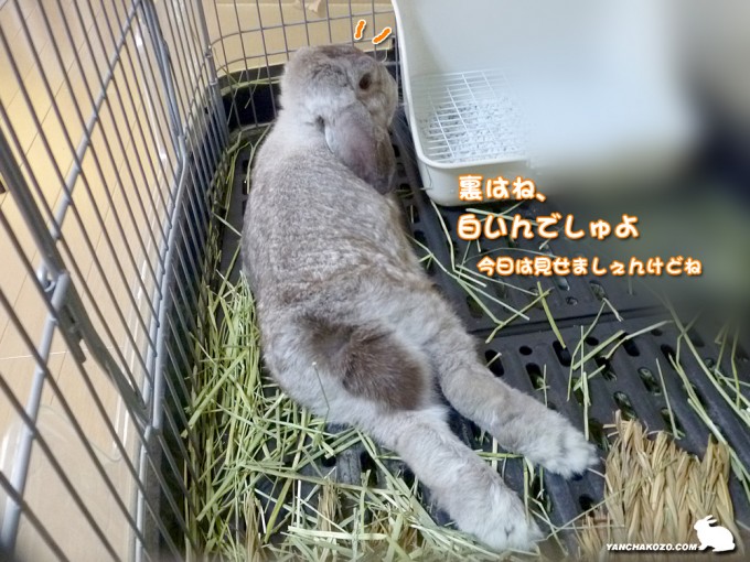 裏は白