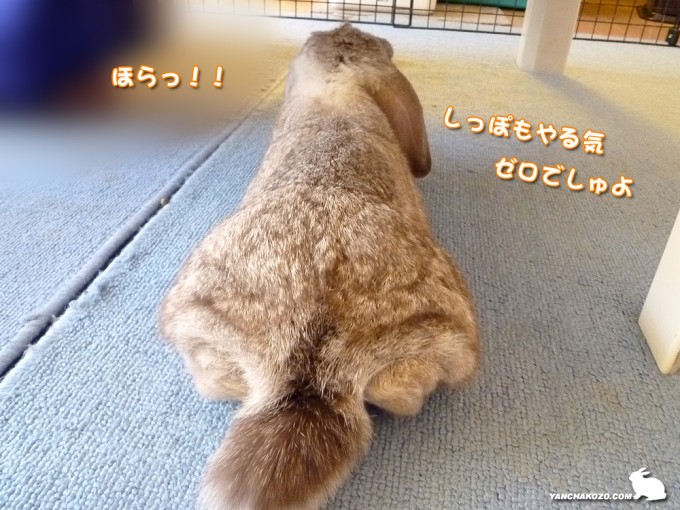 しっぽもやる気なし