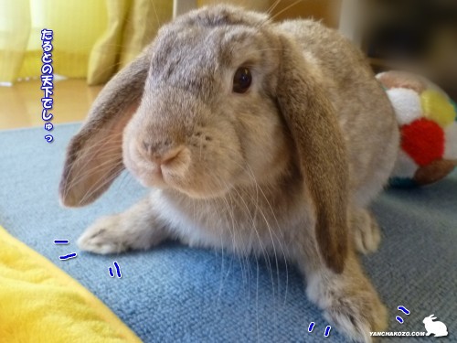 天下取りうさぎ