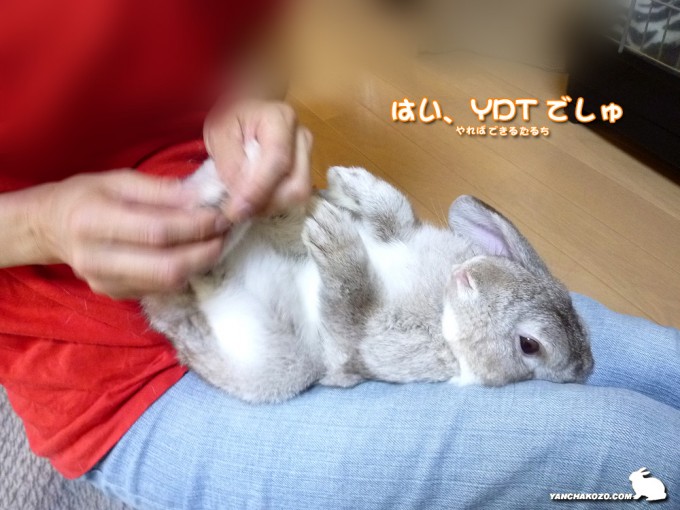 YDTでしゅ～
