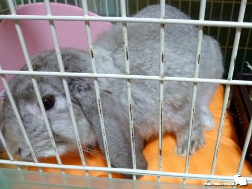 これなら、どだ！