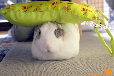 頭にざぶちゃん